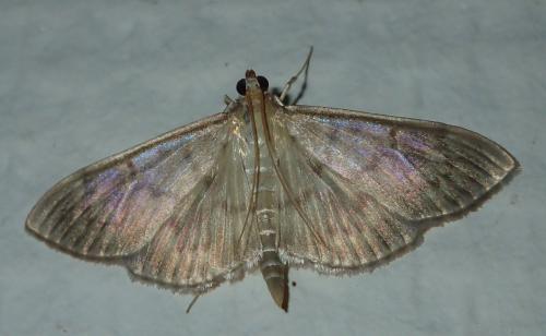 Réf. 200 941 : Pleuroptya ruralis